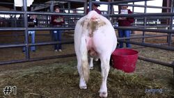 Steer#1