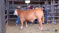 Steer#2