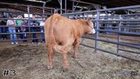 Steer#3