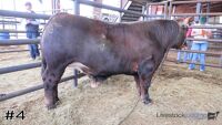 Steer#4