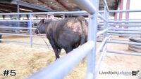 Steer#5