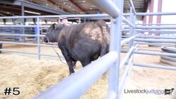 Steer#5