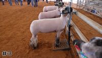 Lamb#3