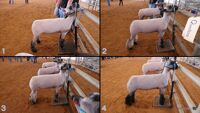 All Animals
